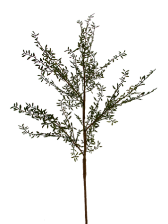 Rosemary branch
