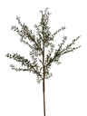 Rosemary branch