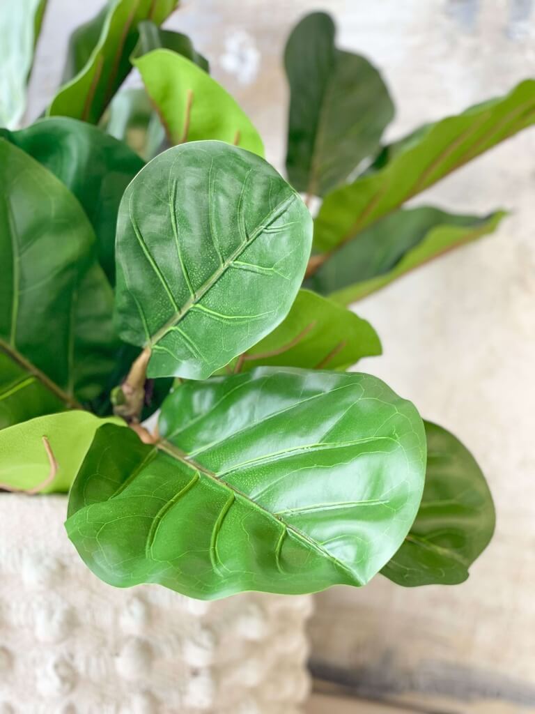 Rama de ficus lyrata