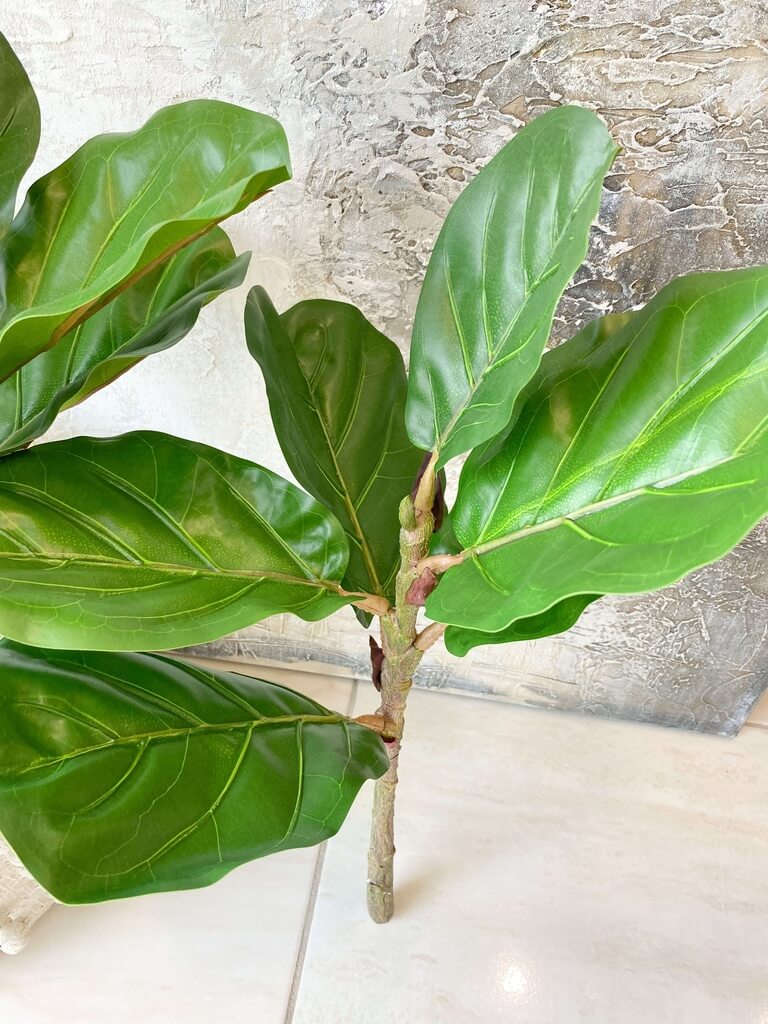 Rama de ficus lyrata