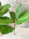 Rama de ficus lyrata