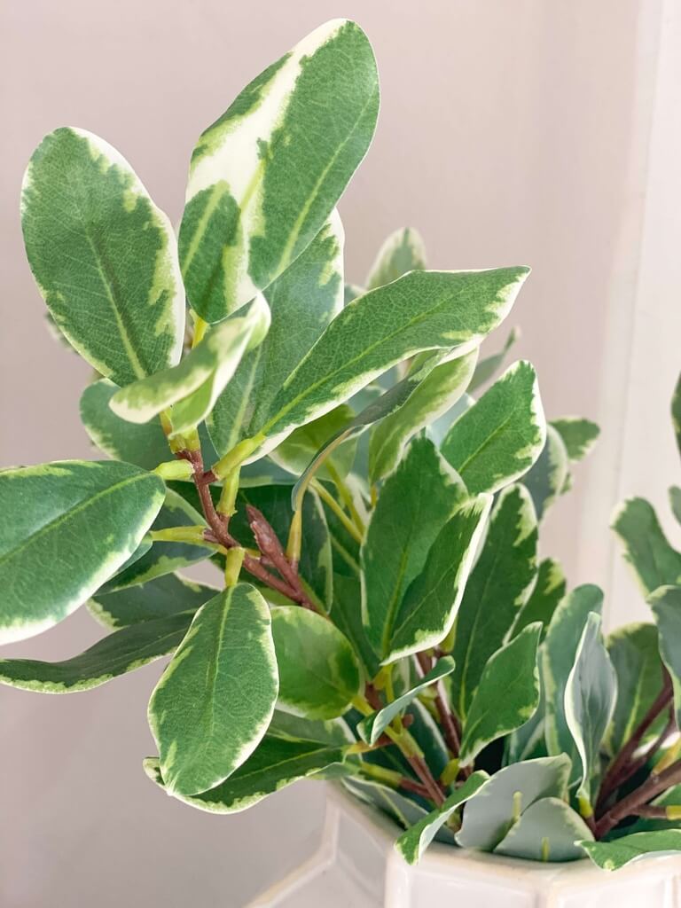 Rama de ficus benjamina