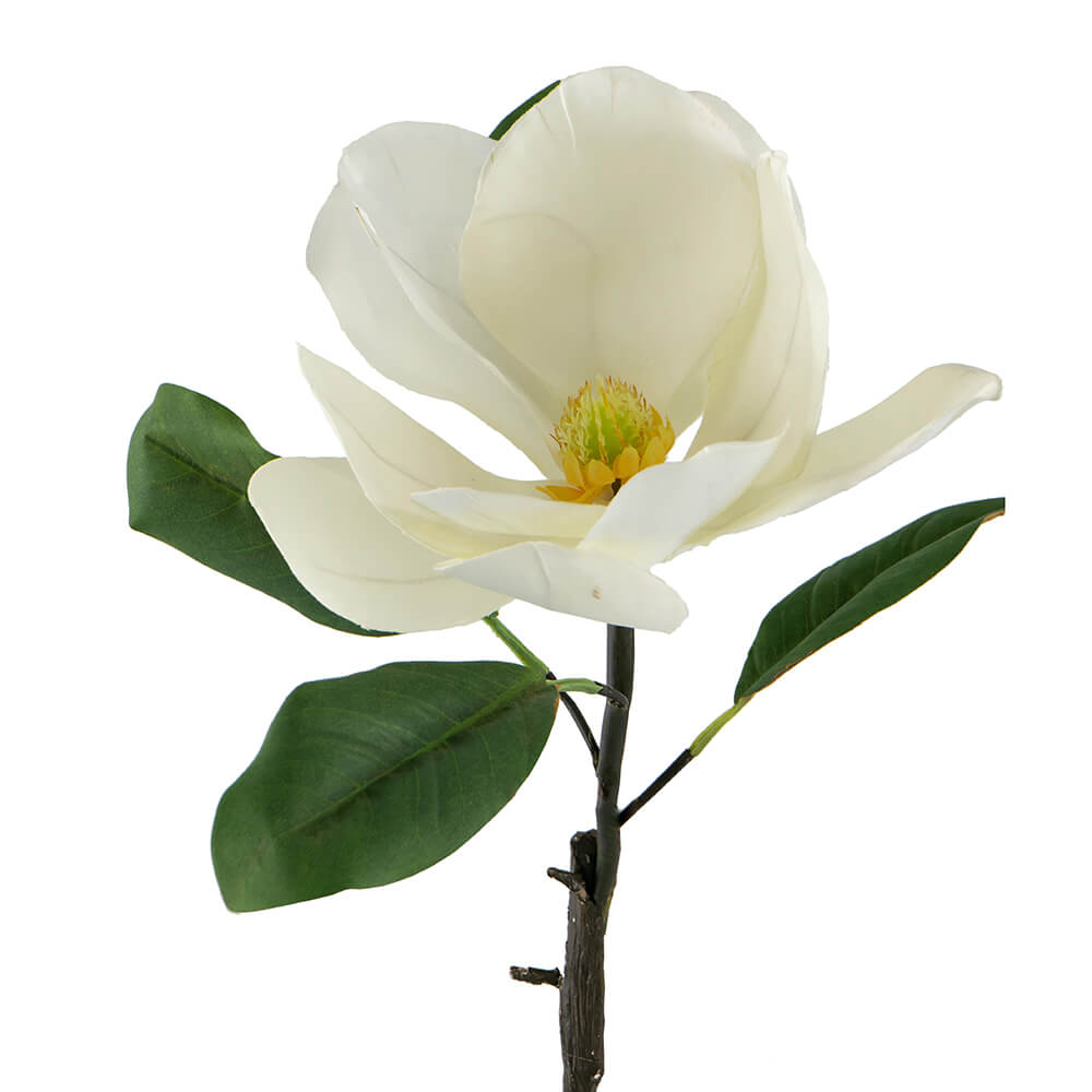 Tallo de Magnolia