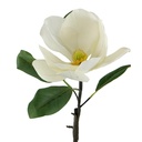 Tallo de Magnolia
