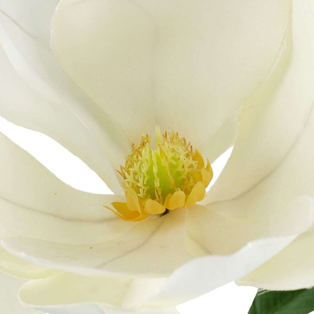 Tallo de Magnolia