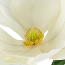 Tallo de Magnolia