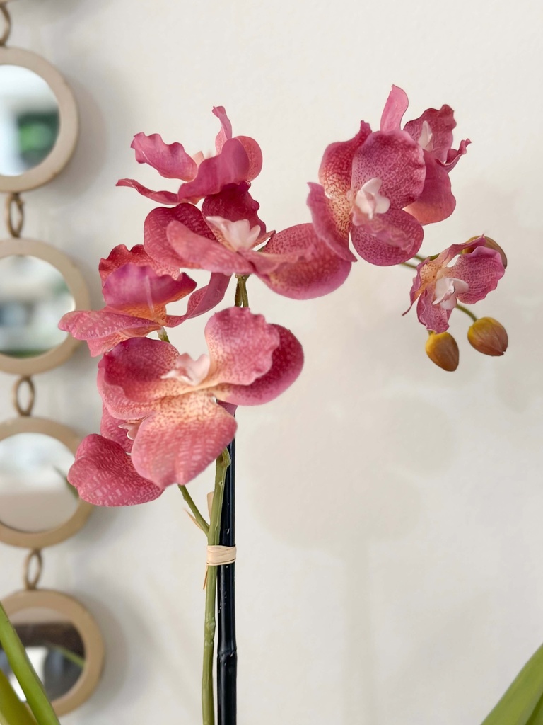 Rama de orquidea morada con hojas