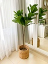 Arbol fiddle leaf 2 ramas