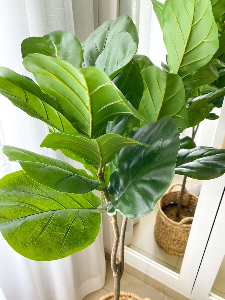 Arbol fiddle leaf 2 ramas