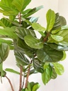 Arbol Ficus Lyrata 6 pies