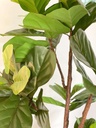 Arbol Ficus Lyrata 6 pies