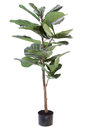 Arbol 3 ramas Fiddle Leaf