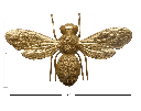 Abeja dorada