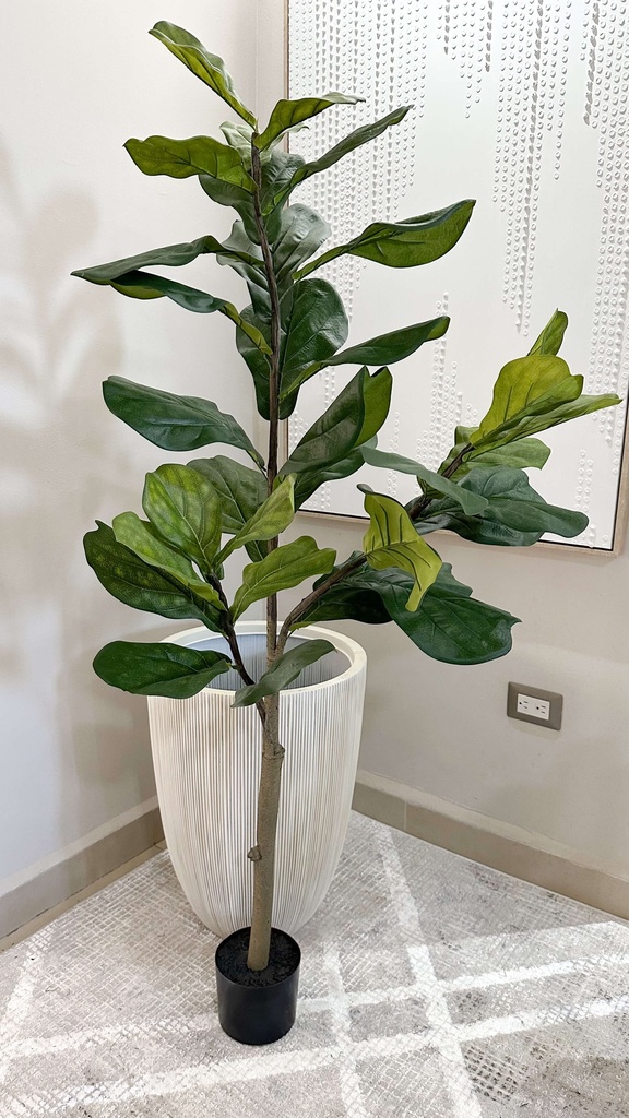Arbol Ficus Lyrata