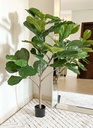 Arbol grande fiddle leaf