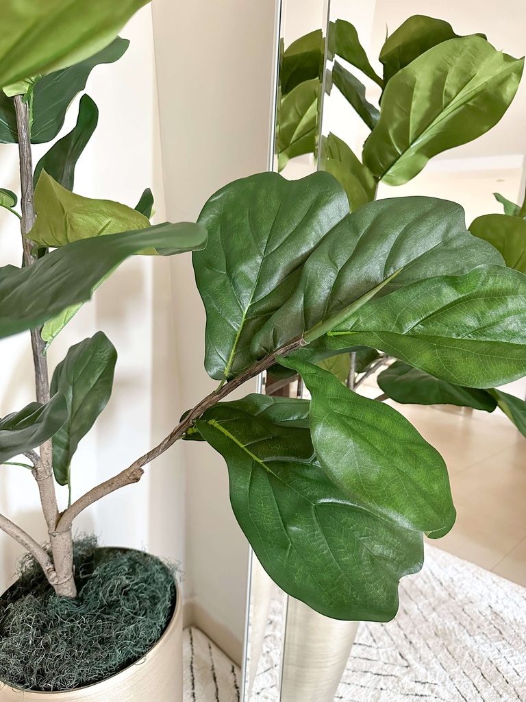 Arbol grande fiddle leaf