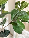 Arbol grande fiddle leaf