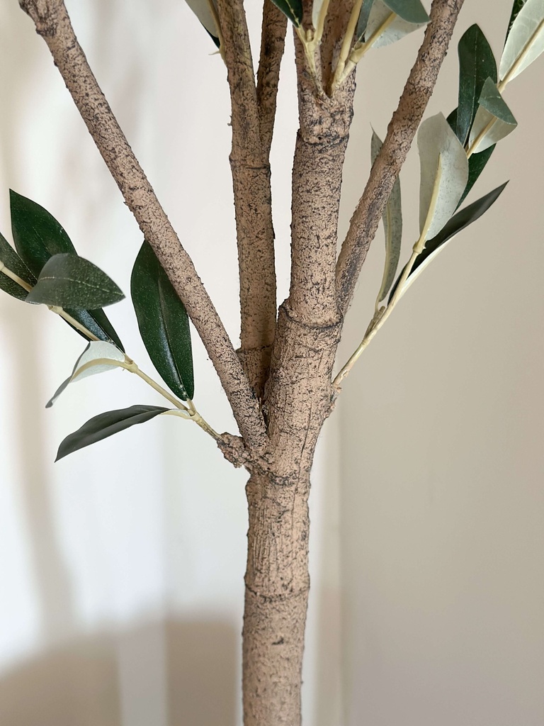 Arbol de olivo grande