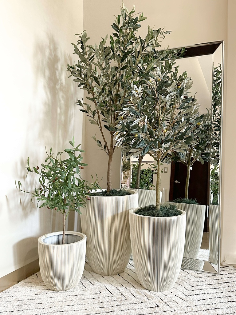 Arbol de olivo grande