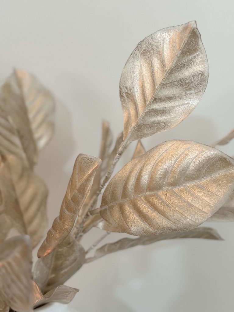 Rama Magnolia Champagne otoño