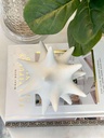 Estrella Blanca Decorativa