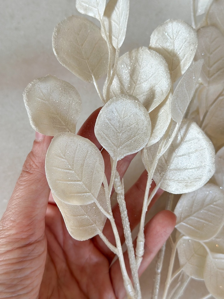 Rama de eucalipto blanco escarchado