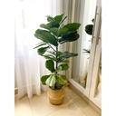 Arbol 3 ramas Fiddle Leaf