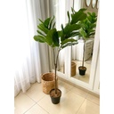 Arbol fiddle leaf 2 ramas