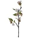 Flor de Manzana