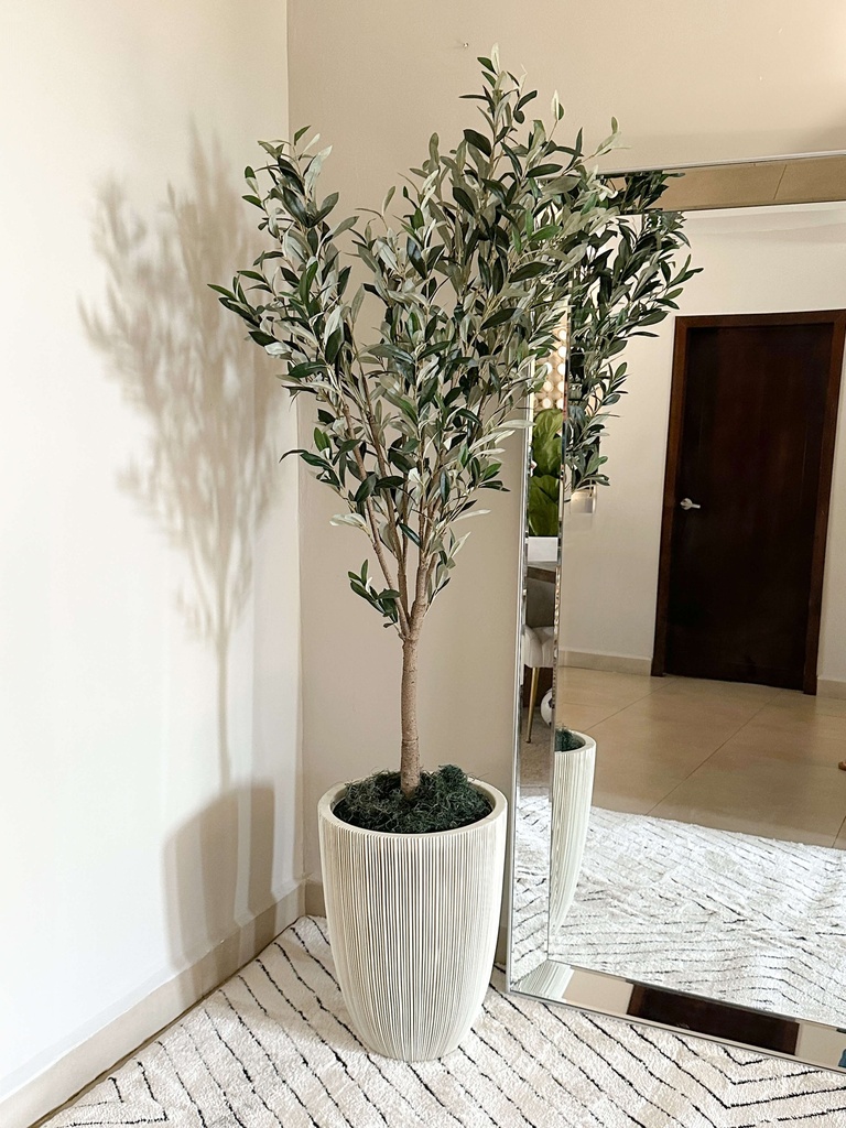 Arbol de olivo grande