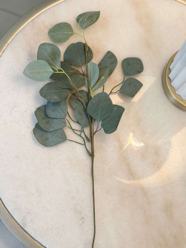 Rama de eucalipto verde pequeña