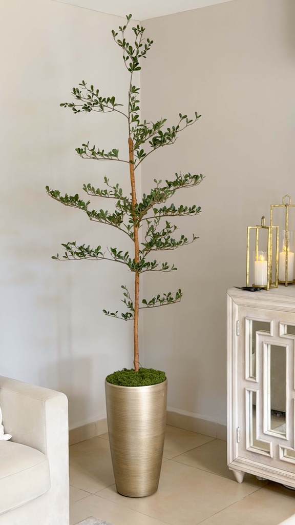 Arbol Olivo negro de 6 pies