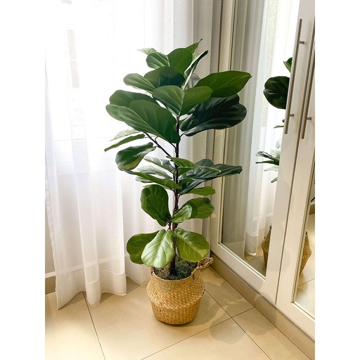 [2340010GR] Arbol 3 ramas Fiddle Leaf