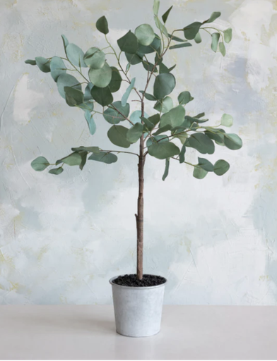 [DF6422] Arbol de eucalipto con macetera