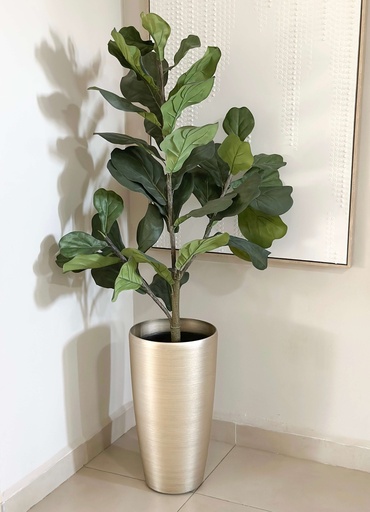 [MTF20837] Arbol Ficus Lyrata