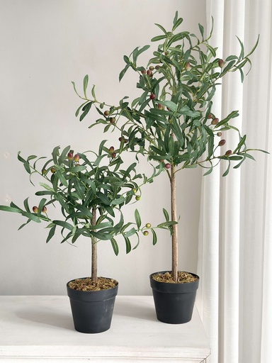 Arbolitos de Olivo (2 tamaños)
