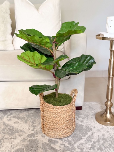 [FX1993] Arbolito de fiddle leaf de 30"