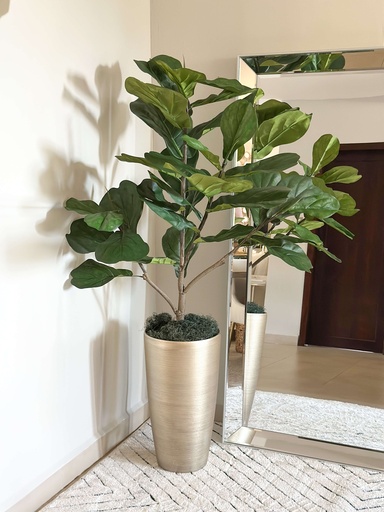 [MTF24624] Arbol grande fiddle leaf