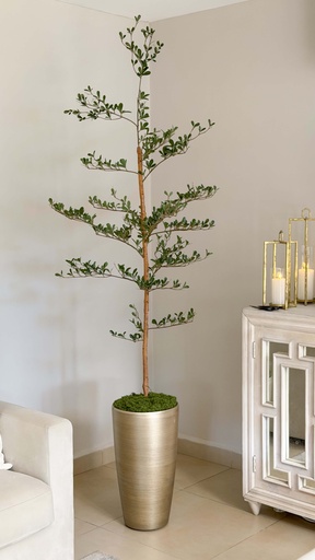 Arbol Olivo negro de 6 pies