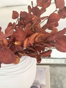 Ramita Naranja quemado