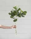 Rama Fiddle Leaf