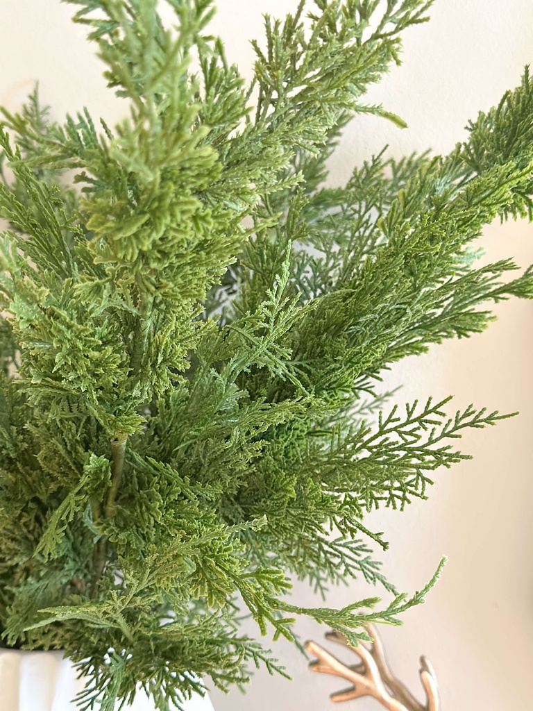 Rama de pino cripes verde