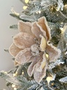 Magnolia velvet champagne piedras transparentes