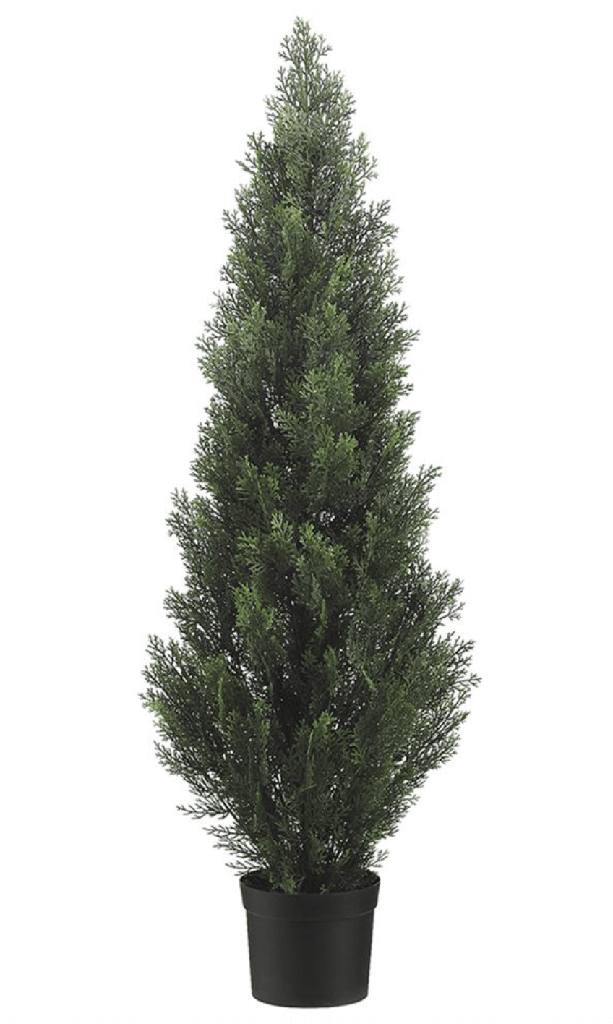 Cipres (dos tamaños)