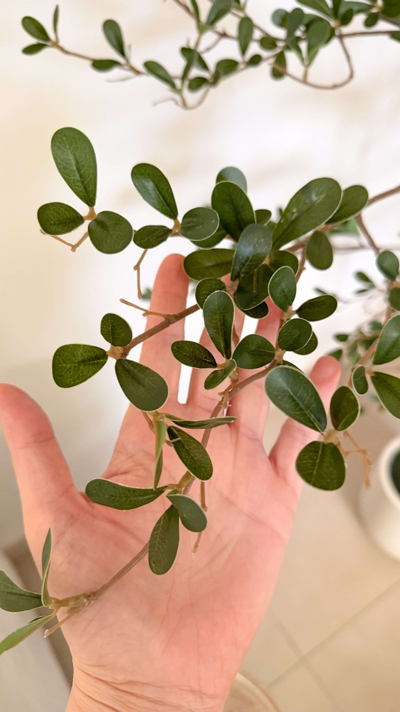 Arbol black olive con macetera