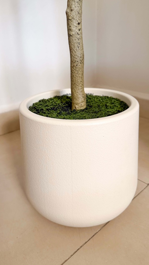 Arbol black olive con macetera