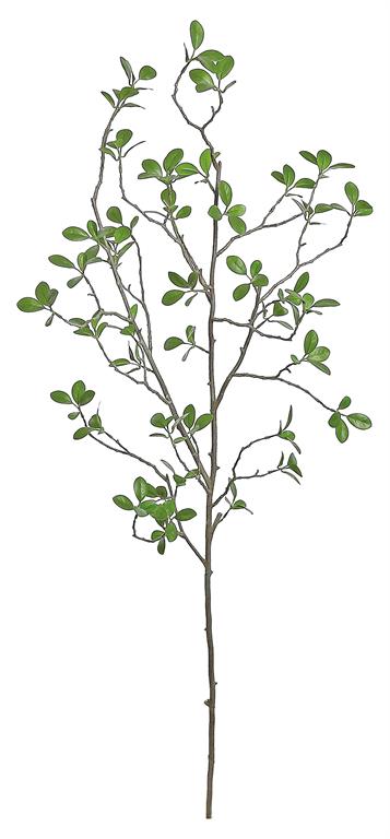 Rama de ficus Bonsai