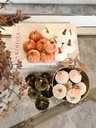 Set de 6 mini pumpkins (4 Opciones)