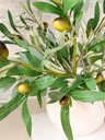 Rama de olivo pequeña con fruto