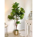 Arbol Ficus Lyrata 6 pies